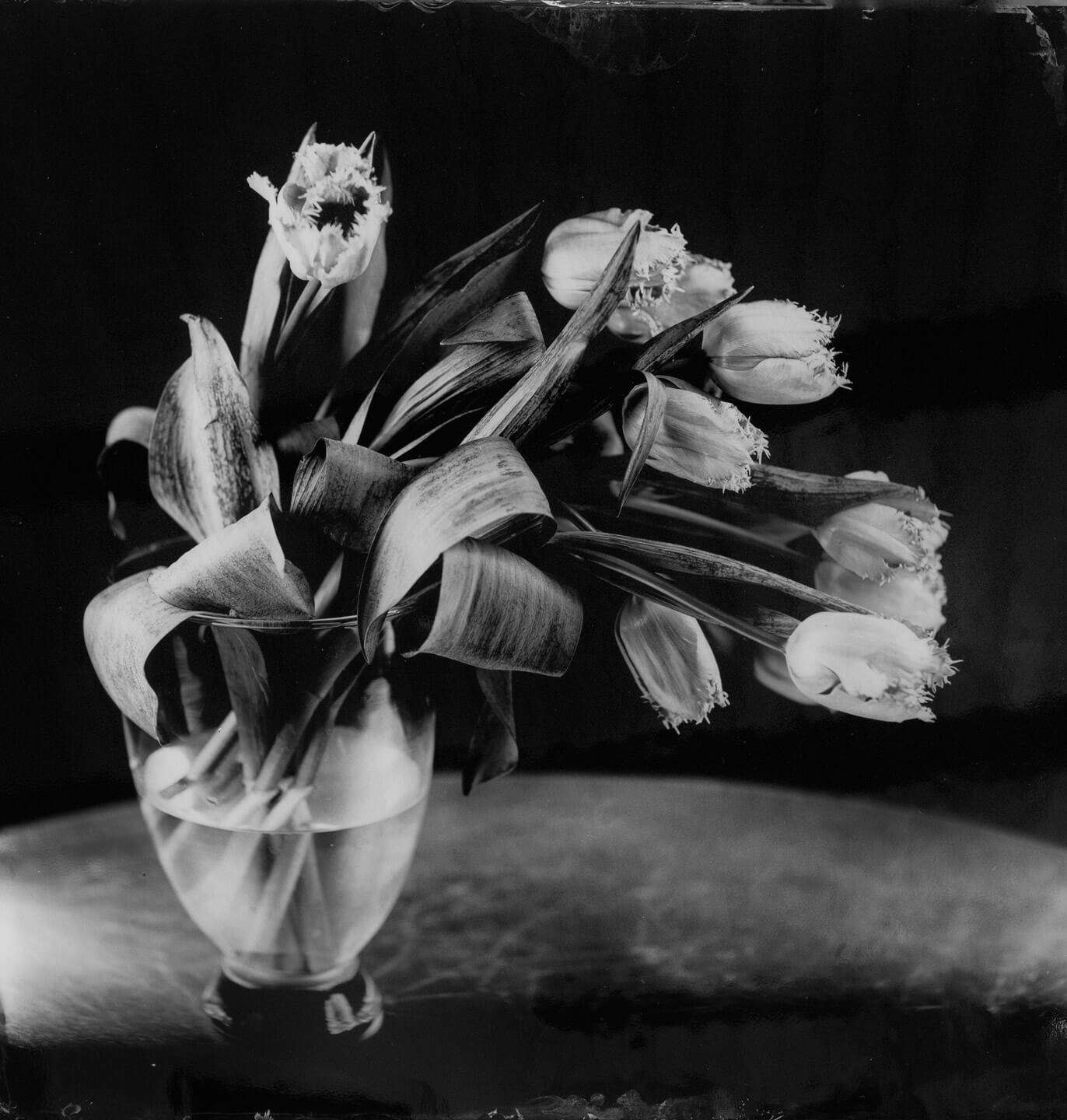 Tulpen, Ambrotype, 45x45cm, Steffen Diemer, 2017