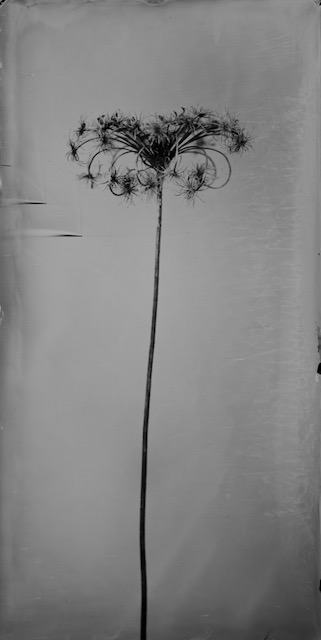 Catalogue raisonné 1436*, 20x40cm, Ambrotype, 2026