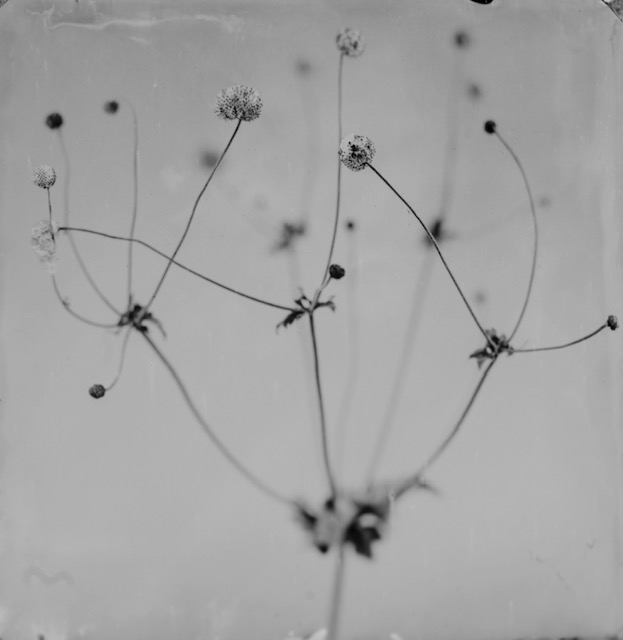 Catalogue raisonné 820*, Ambrotype, 2021