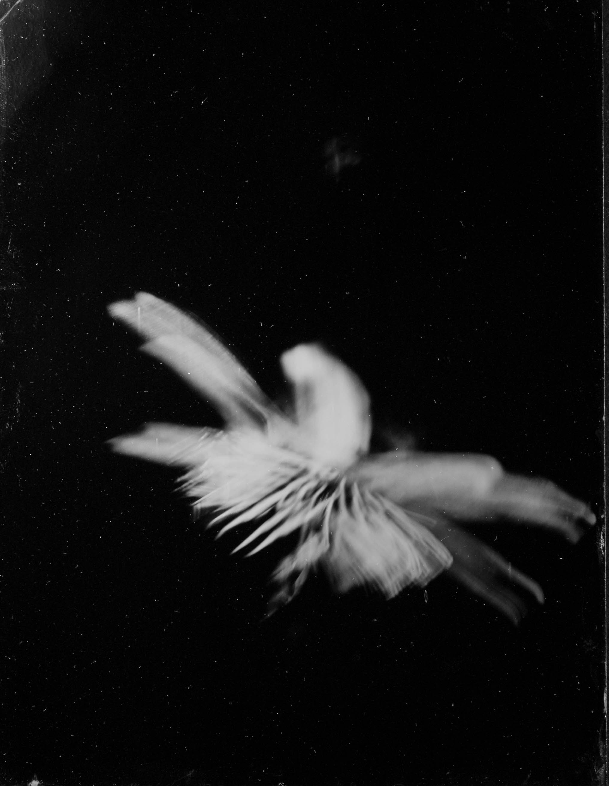 Catalogue raisonné 1180*, Ambrotypie, 2024