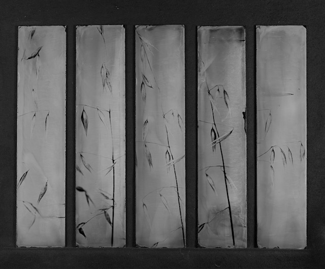 Catalogue raisonné 1439*, 5x8x36cm, Tanzaku,  Ambrotypie, 2026