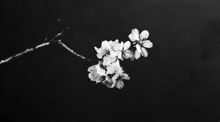 Kirschblüte, Ambrotypie, 30x56cm, 2021