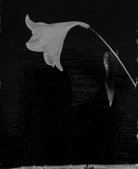 * Catalogue raisonné 1449*, Ambrotypie, 28x35cm, 2026