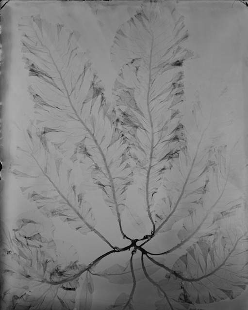 * Catalogue raisonné 991*, Ambrotypie, 13x18cm, 2023