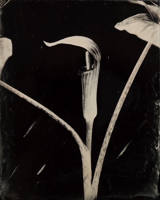 Catalogue raisonné 1361*, Ambrotypie, 15x15cm, 2025