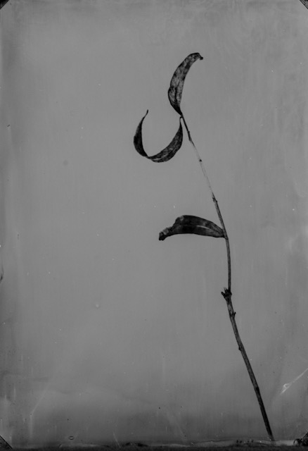 Catalogue raisonné 1405*, Ambrotypie, 13x18cm, 2025