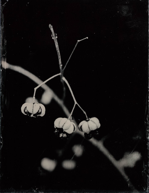 Catalogue raisonné 1263*, Ambrotypie, 2024