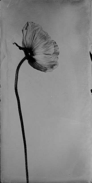 Catalogue raisonné 1399, 20x40cm,  Ambrotypie, 2025