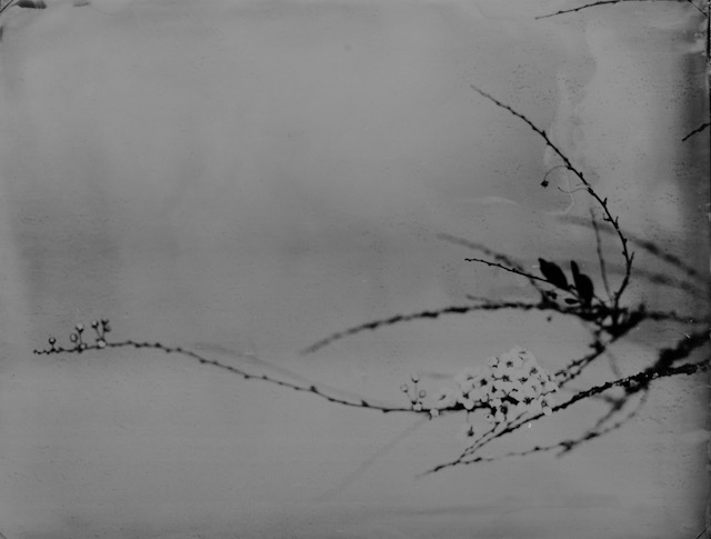 Catalogue raisonné 1455*, 16x21cm,  Ambrotypie, 2026
