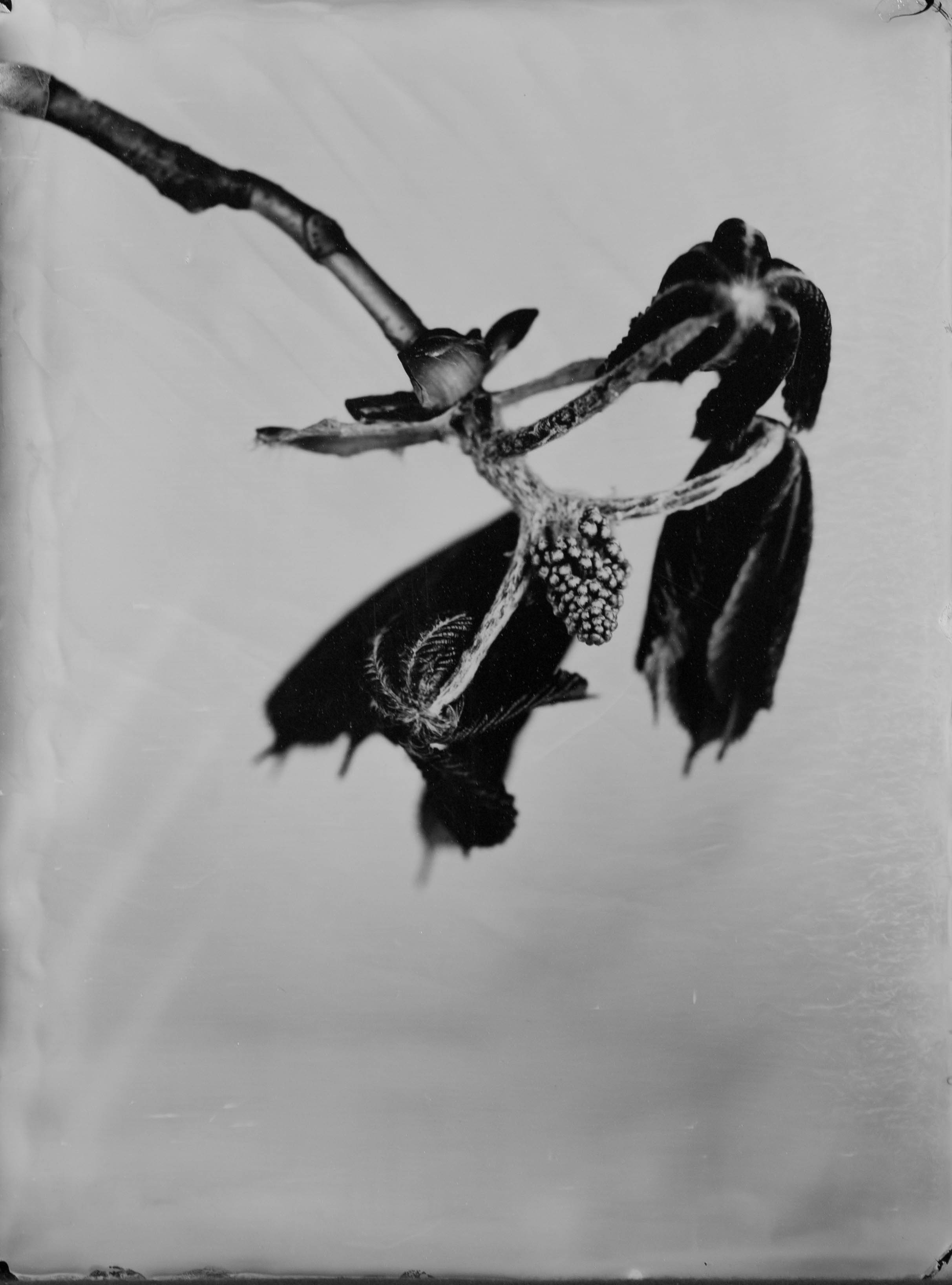 Catalogue raisonné 1090*, Ambrotypie, 2023